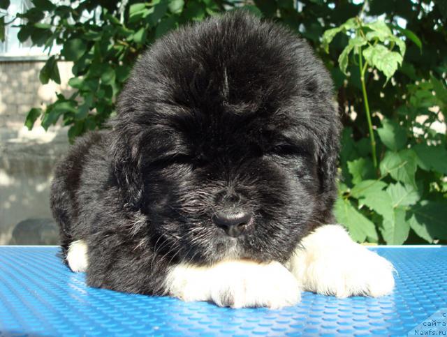 Фото: ньюфаундленд Маг Исполин Любава