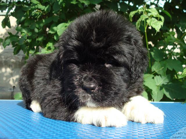 Фото: ньюфаундленд Маг Исполин Любава