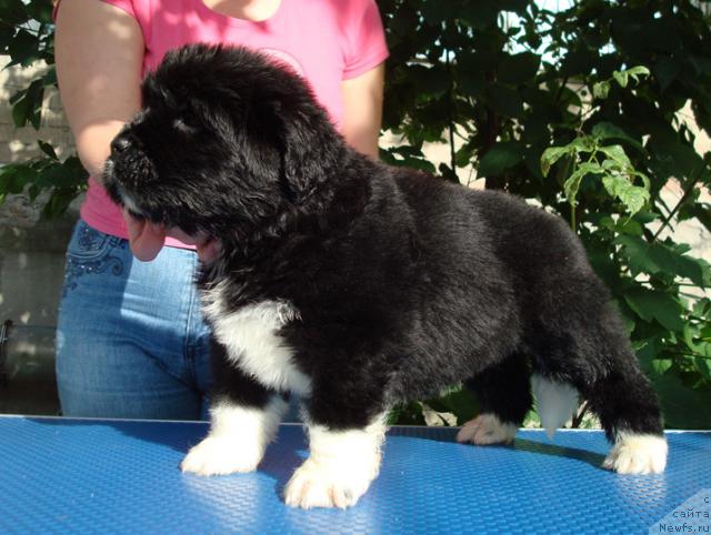 Фото: ньюфаундленд Маг Исполин Любава