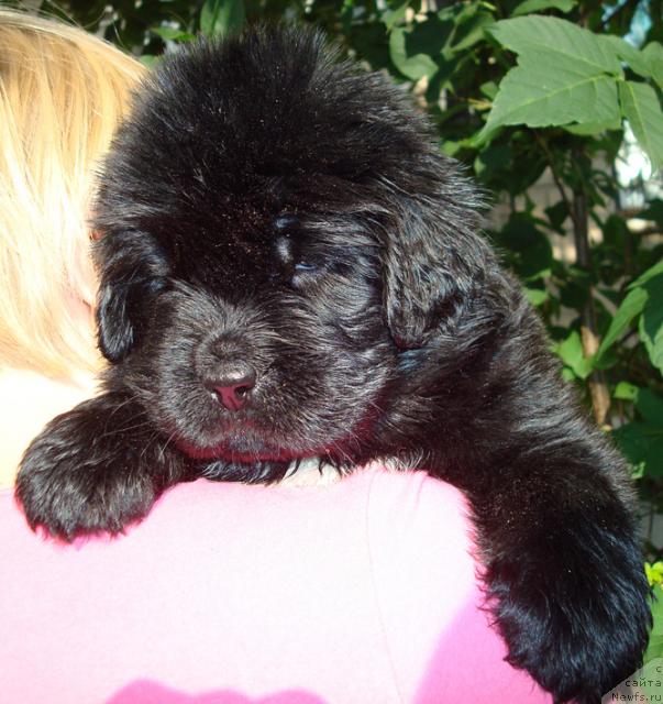 Фото: ньюфаундленд Маг Исполин Лира Любви