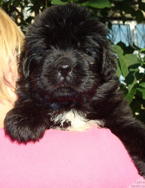 Фото: ньюфаундленд Маг Исполин Лира Любви