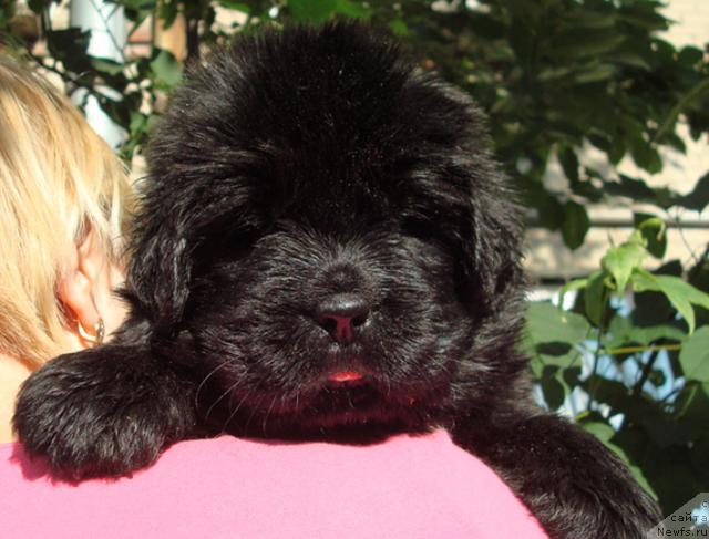 Фото: ньюфаундленд Маг Исполин Лира Любви