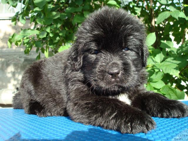 Фото: ньюфаундленд Маг Исполин Лира Любви