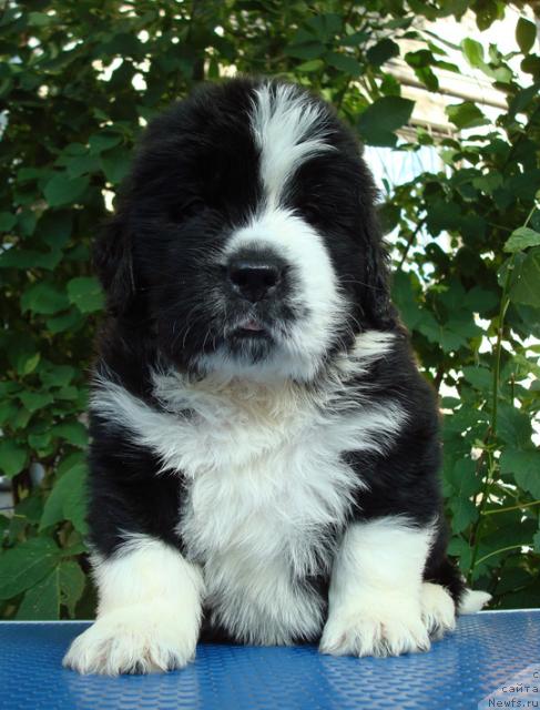 Фото: ньюфаундленд Маг Исполин Любомир