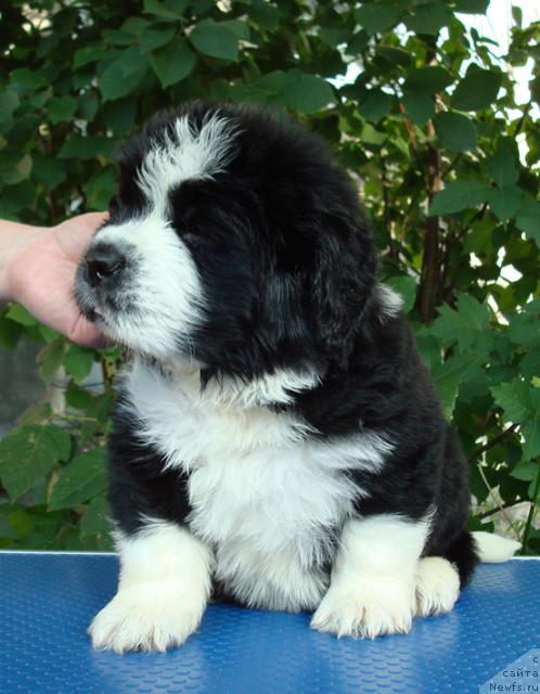 Фото: ньюфаундленд Маг Исполин Любомир