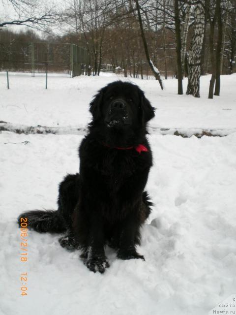 Фото: ньюфаундленд Норт Фэйс Лаванда