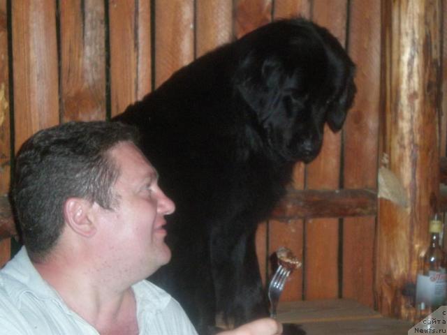 Фото: ньюфаундленд Прима Донна, Татьяна Богдан