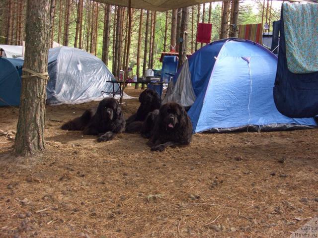 Фото: ньюфаундленд Акин Соул София, ньюфаундленд Лесная Сказка Лунная Соната, ньюфаундленд Vein Vest