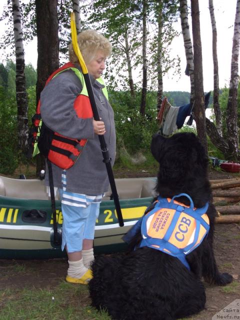 Фото: ньюфаундленд Ньюмаст София для Мадам Габо, Мадам Габо