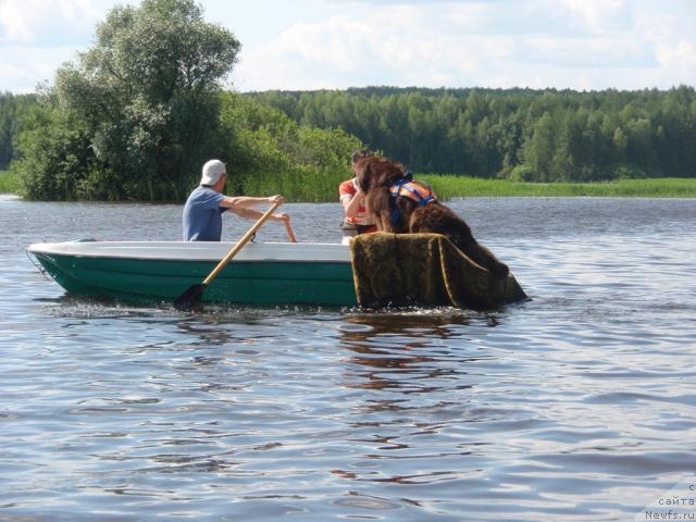 Фото: ньюфаундленд Обуш Шед Юдашкин Стиль (Obush Shed Yudashkin Stil)