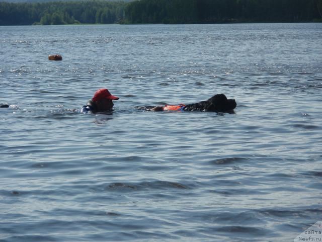 Фото: ньюфаундленд Венеция из Царства Медведей в Обуш Шед