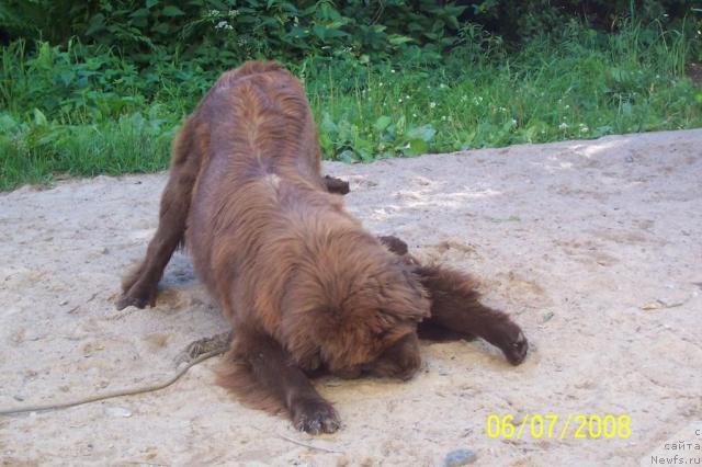 Фото: ньюфаундленд Смигар Ришель Леди Фортуна (Smigar Rishel Lady Fortuna), ньюфаундленд Фанньюф Госпожа Удача (Funnewf Gospozha Udacha)