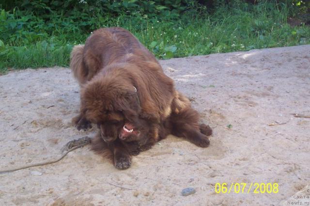 Фото: ньюфаундленд Смигар Ришель Леди Фортуна (Smigar Rishel Lady Fortuna), ньюфаундленд Фанньюф Госпожа Удача (Funnewf Gospozha Udacha)