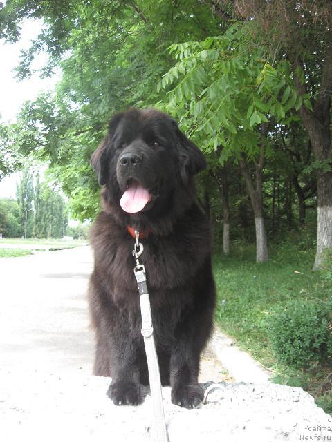 Фото: ньюфаундленд Искрящаяся Радость с Берега Дона