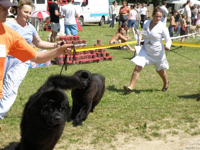 Фото: ньюфаундленд Кенни, ньюфаундленд Endless Love Midnight Bear