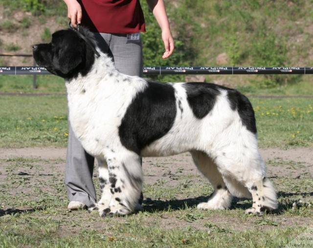 Фото: ньюфаундленд Плюшевая Панда Ла Белла