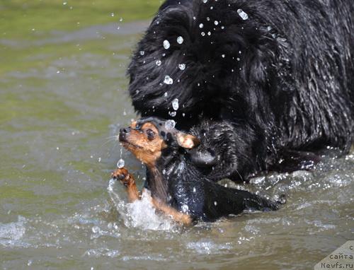 Фото: ньюфаундленд Джентли Бон из Медвежьего Яра
