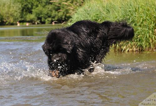 Фото: ньюфаундленд Джентли Бон из Медвежьего Яра