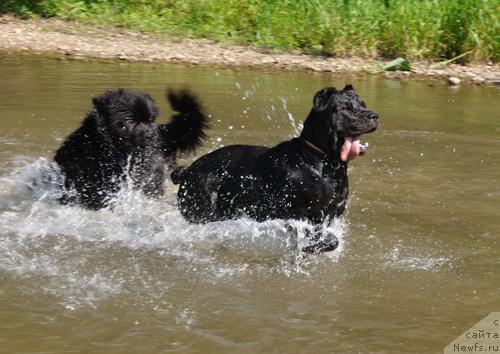 Фото: ньюфаундленд Джентли Бон из Медвежьего Яра