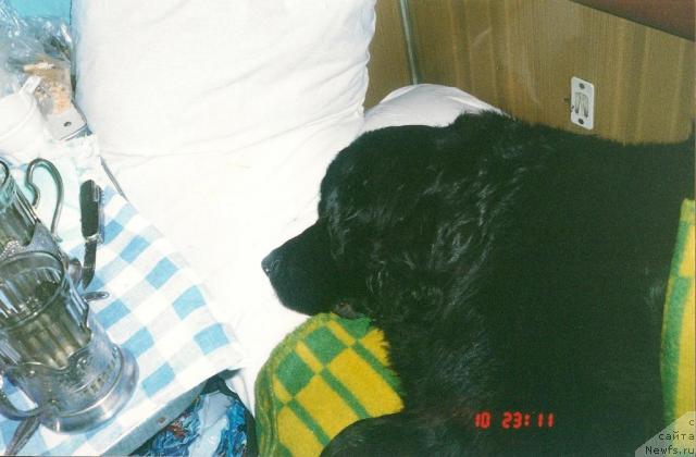 Фото: Долли (Арнольд Долан х Ронда Стэнгрис)