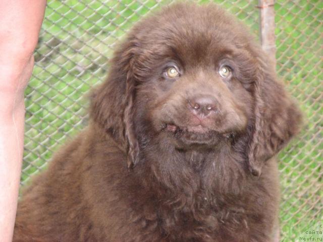 Фото: ньюфаундленд Аристократ от Рафаэллы