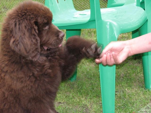 Фото: ньюфаундленд Аристократ от Рафаэллы