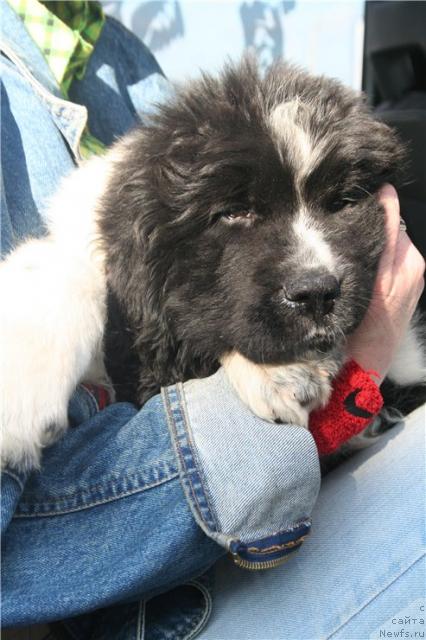 Фото: Piternyuf Play Boy