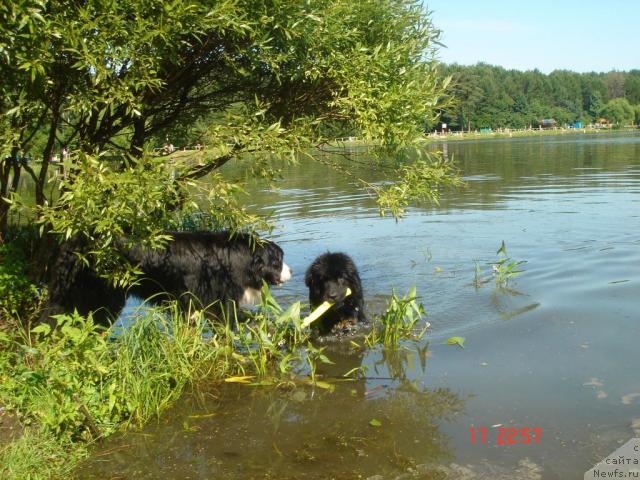 Фото: ньюфаундленд Дюрбахлер Клаб Аль Почино