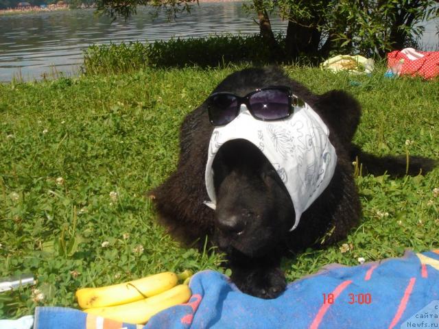 Фото: ньюфаундленд Дюрбахлер Клаб Аль Почино