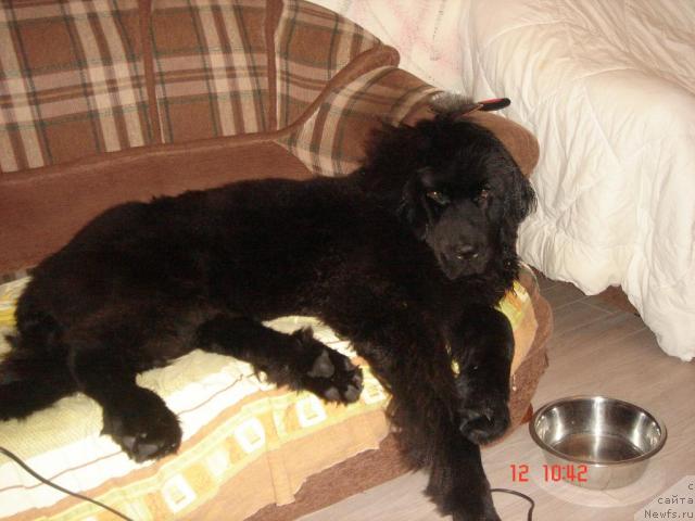 Фото: ньюфаундленд Дюрбахлер Клаб Аль Почино