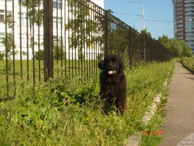 Фото: ньюфаундленд Дюрбахлер Клаб Аль Почино