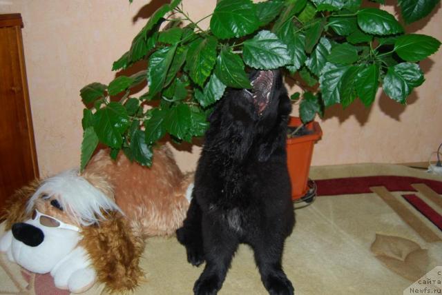 Фото: ньюфаундленд Формула Любви от Сибирского Медведя