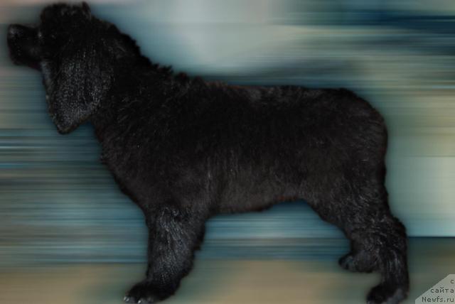 Фото: ньюфаундленд Формула Любви от Сибирского Медведя