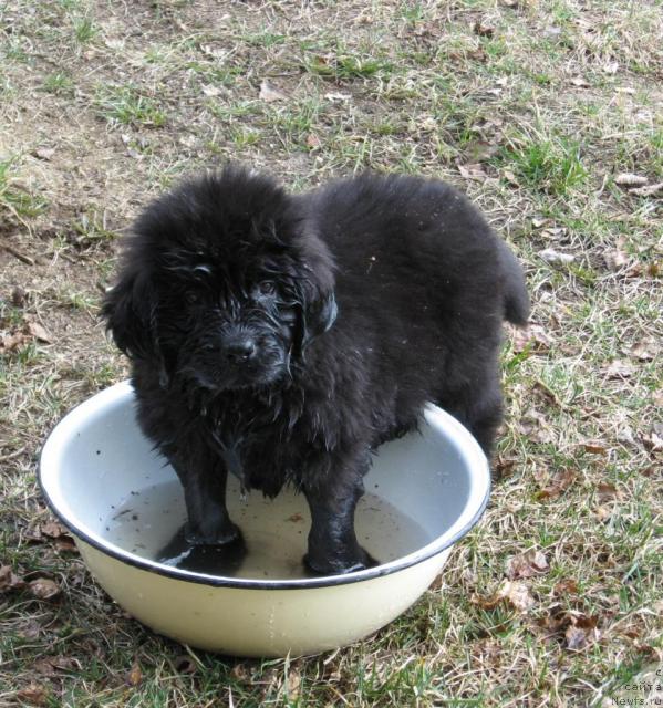 Фото: ньюфаундленд Лунная Красавица