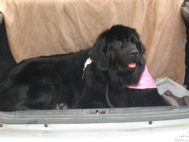 Фото: ньюфаундленд Полярная Ночка