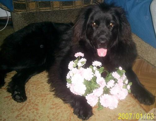 Фото: ньюфаундленд Одесса