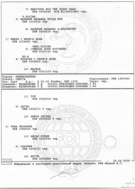 Фото: ньюфаундленд Одесса