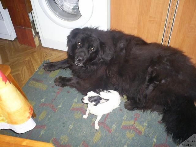 Фото: ньюфаундленд Тина Чезарина