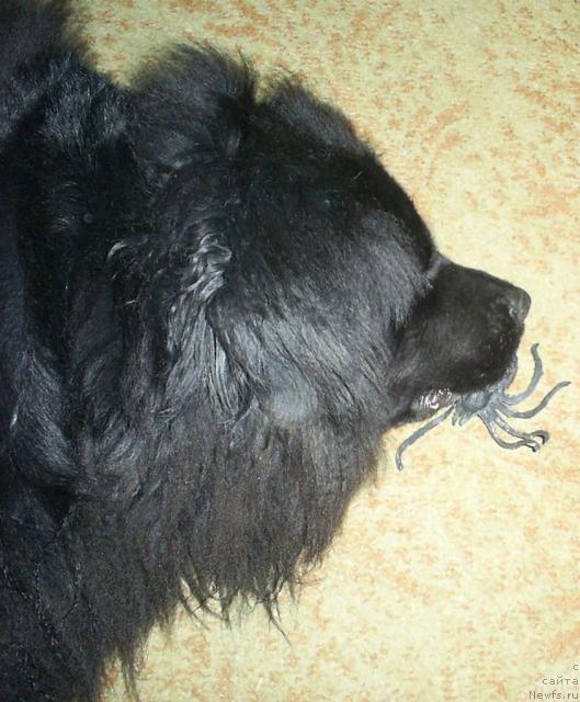 Фото: ньюфаундленд Тина Чезарина