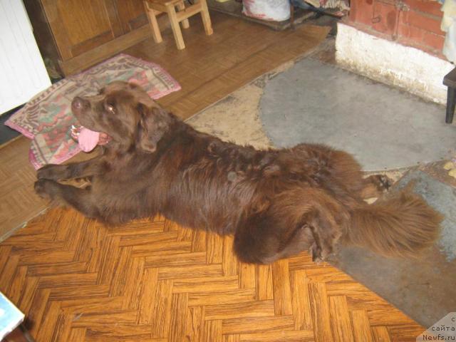 Фото: Фанньюф Александр Браун