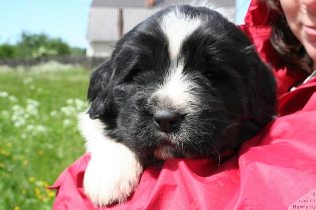 Фото: [p244] и Питерньюф Плэй Бой