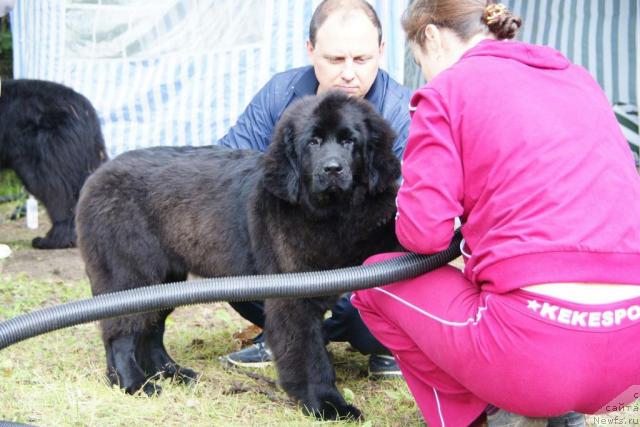 Фото: ньюфаундленд Бианка Вайт Пэрл