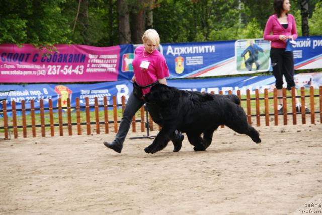 Фото: ньюфаундленд King of Helluland Good Friend