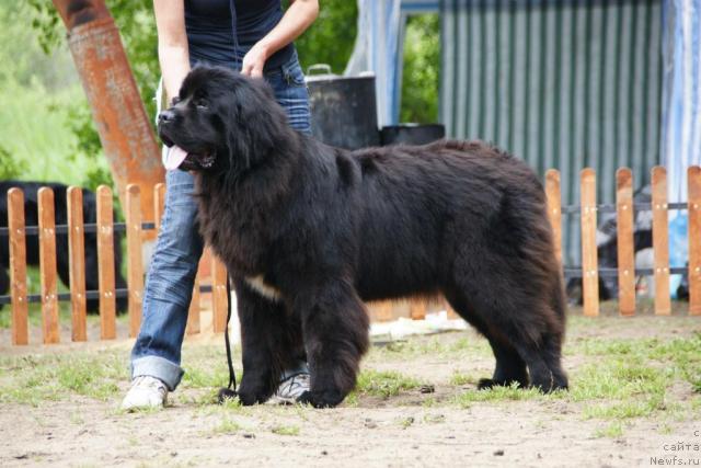 Фото: ньюфаундленд Потап Шален