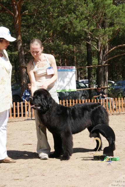 Фото: ньюфаундленд Topgallant's Aquitania