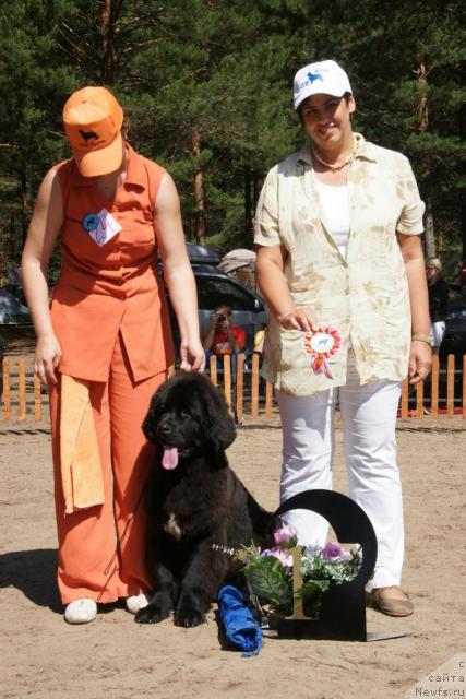 Фото: ньюфаундленд Бианка Вайт Пэрл