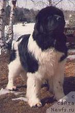 Фото: ньюфаундленд Our Bearbrook Domino de Dourga