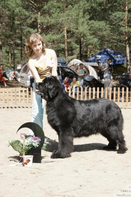 Фото: ньюфаундленд Ай Эм Богиня Моря (Ai Am Boginya Morya)