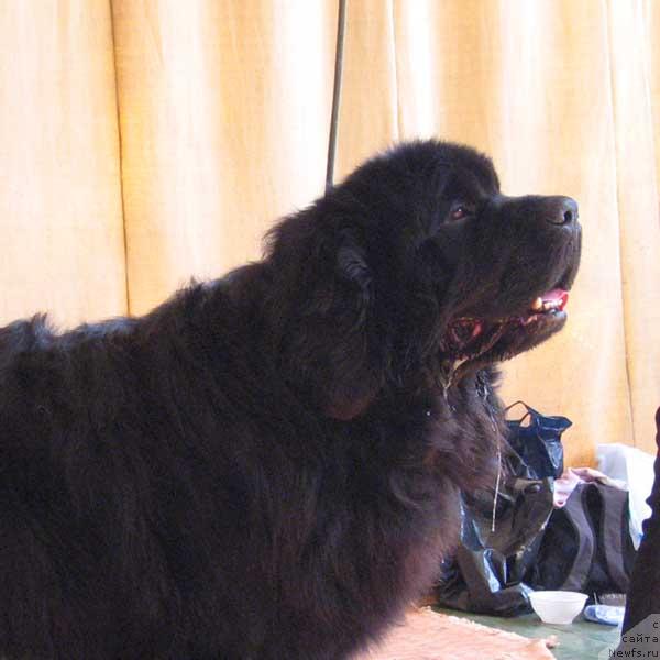 Фото: ньюфаундленд Елизар Вялiкi Мядзведзь (Elizar Vialiki Miadzvedz)