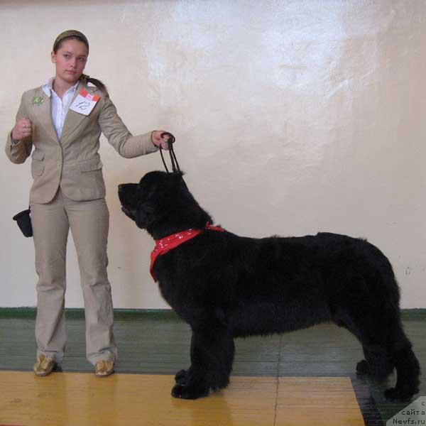 Фото: ньюфаундленд Акватория Келвин Голден Спирит (Aquatoriya Kelvin Golden Spirit)